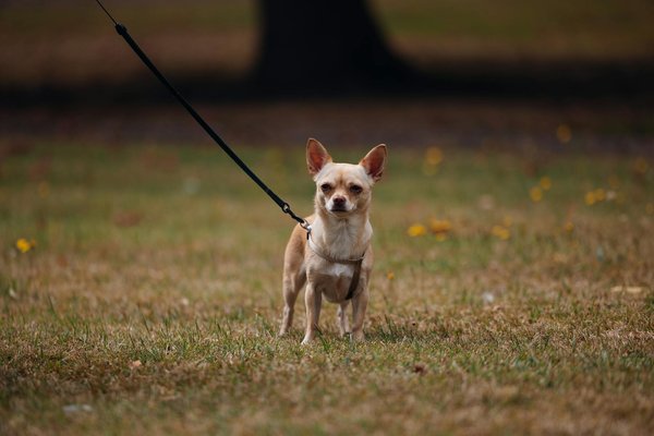 Die besten Elektrofahrzeuge für die tägliche Nutzung